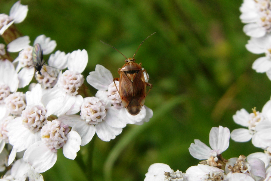 Miridae: il genere Lygus